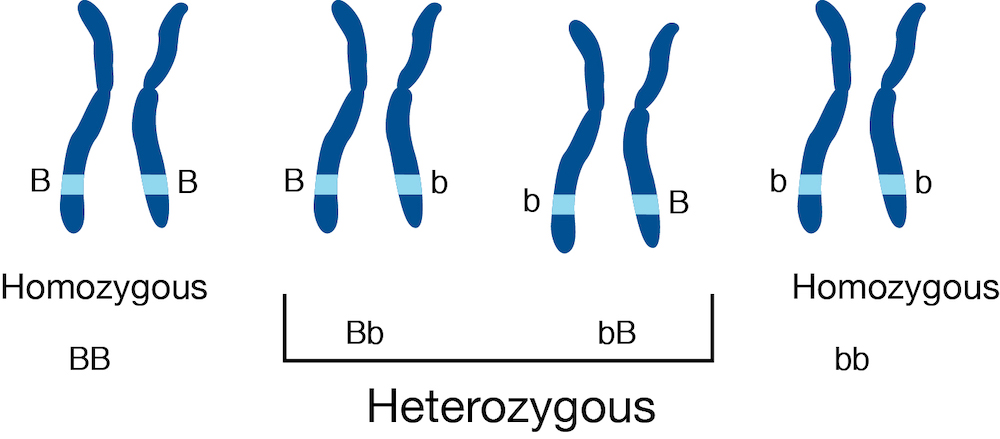 Diagram of chromosomes with homozygous and heterozygous alleles, from URL: https://commons.wikimedia.org/wiki/File:Heterozygous.jpg